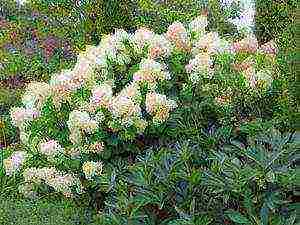 panicle hydrangea silver dollar planting and care in the open field