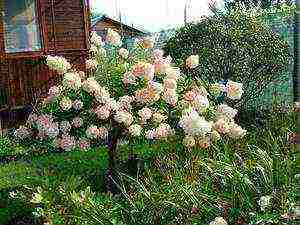 panicle hydrangea silver dollar planting and care in the open field