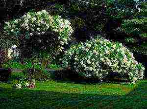 panicle hydrangea silver dollar planting and care in the open field