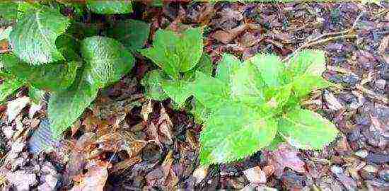 panicle hydrangea silver dollar planting and care in the open field