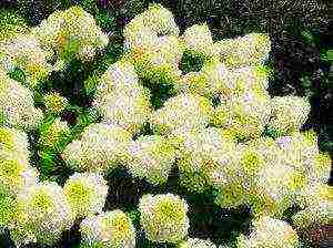 panicle hydrangea silver dollar planting and care in the open field