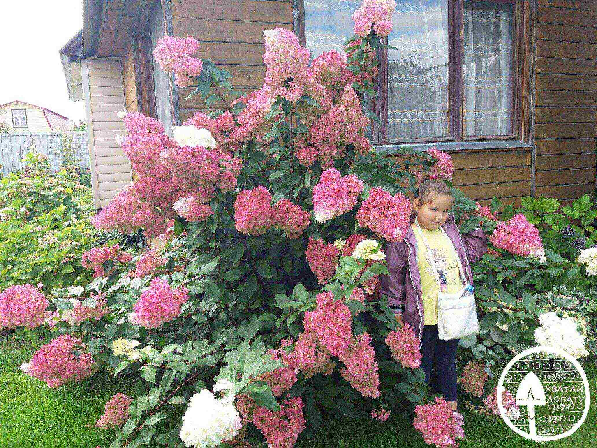 hydrangea panicle vanilla freise planting and care in the open