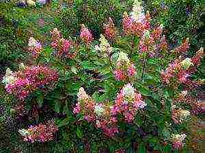 hydrangea panicle vanilla freise na pagtatanim at pangangalaga sa bukas