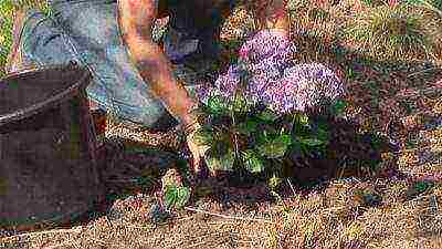 hydrangea panicle vanilla freise planting and care in the open