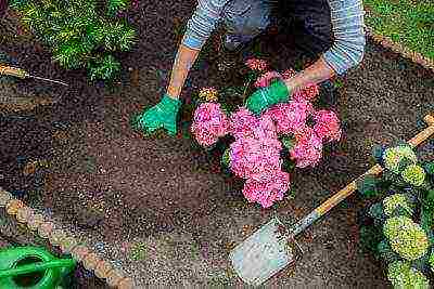 hydrangea panicle vanilla freise planting and care in the open