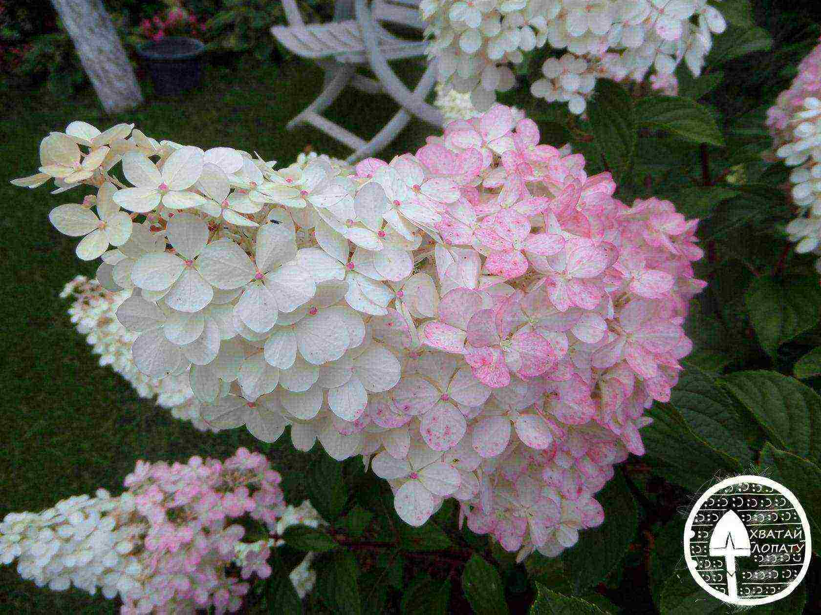 hydrangea panicle vanilla freise planting and care in the open