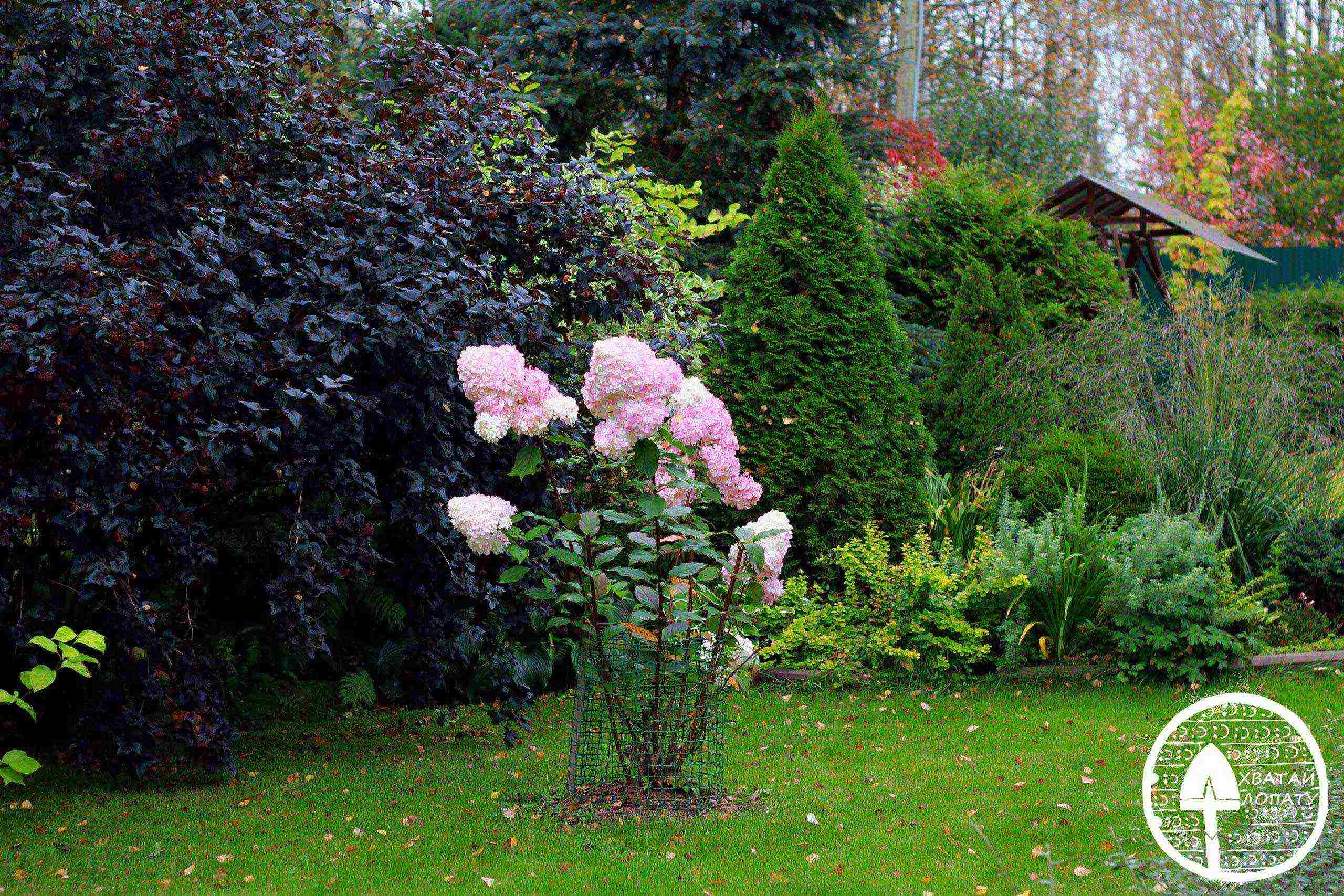 hydrangea panicle vanilla freise planting and care in the open