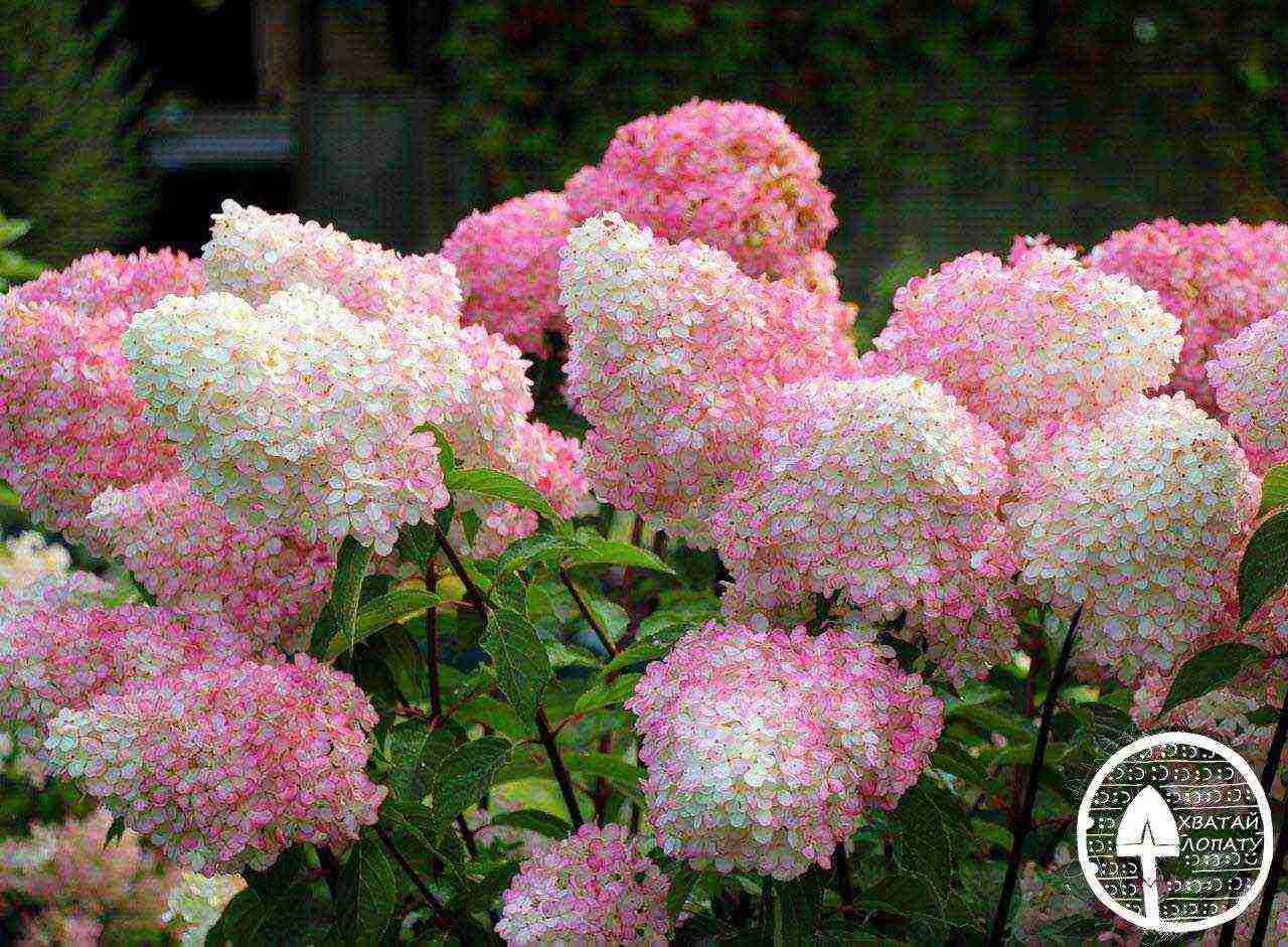 hydrangea panicle vanilla freise na pagtatanim at pangangalaga sa bukas