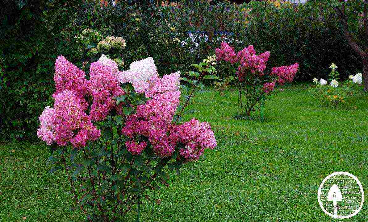 hydrangea panicle vanilla freise planting and care in the open