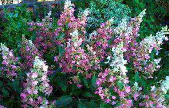 hydrangea pinky winky paniculate planting and care in the open field
