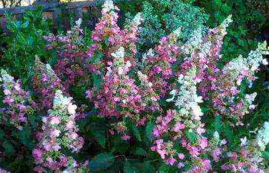 hydrangea pinky winky pansulang pagtatanim at pangangalaga sa bukas na bukid