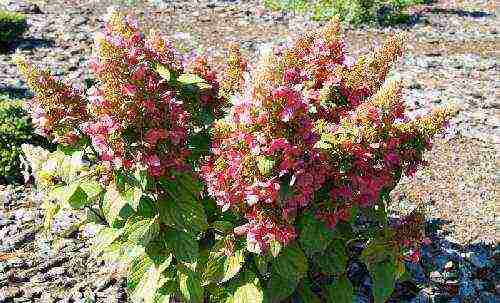 hydrangea pinky winky paniculate planting and care in the open field