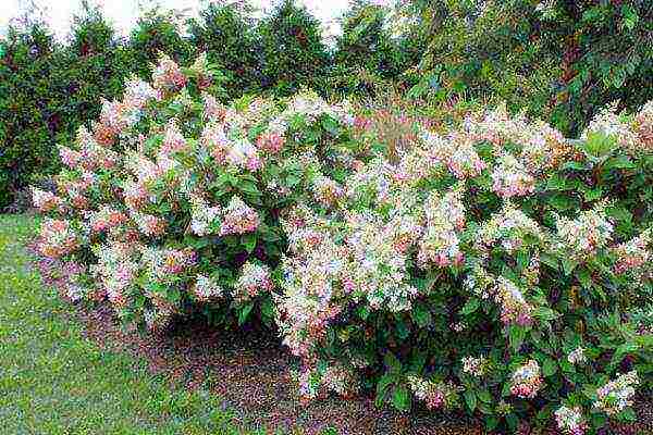 hydrangea pinky winky paniculate planting and care in the open field