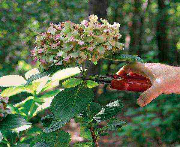 hydrangea pinky winky paniculate planting and care in the open field