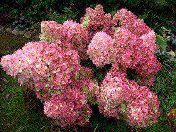 hydrangea pinky winky pansulang pagtatanim at pangangalaga sa bukas na bukid