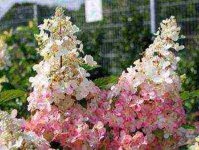 hydrangea pinky winky paniculate planting and care in the open field