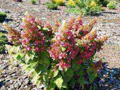 hydrangea pinky winky paniculate planting and care in the open field