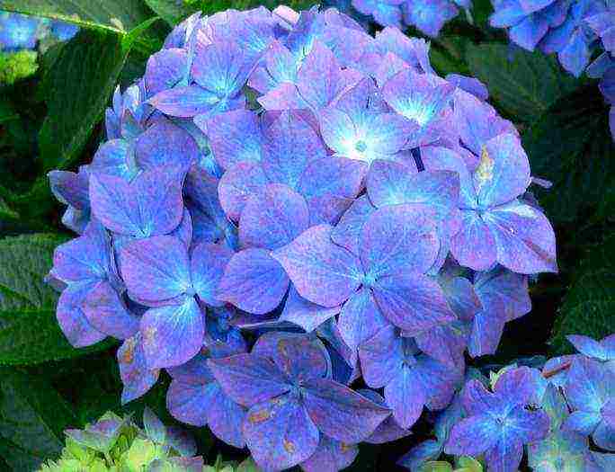 hydrangea planting and care in the open field in the Urals