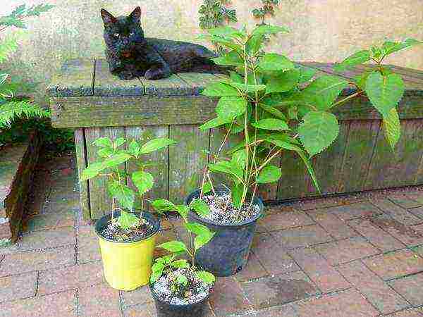 hydrangea garden planting and outdoor care cuttings