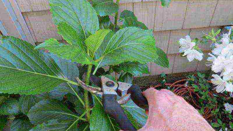 hydrangea garden planting and outdoor care cuttings