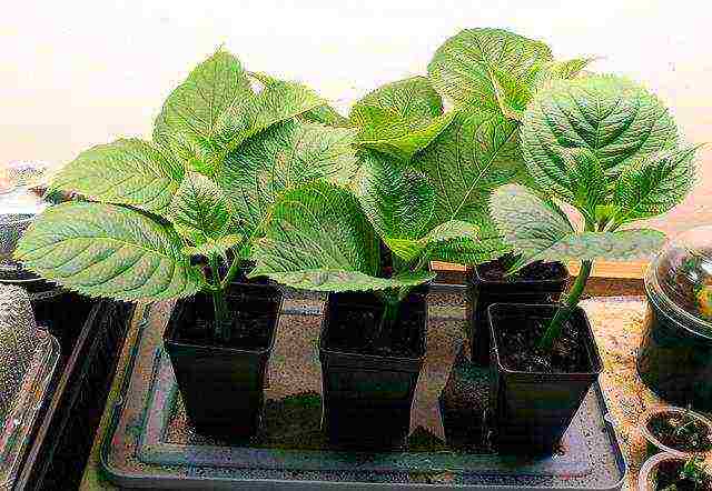 hydrangea garden planting and outdoor care cuttings