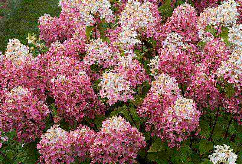 hydrangea garden planting and outdoor care cuttings