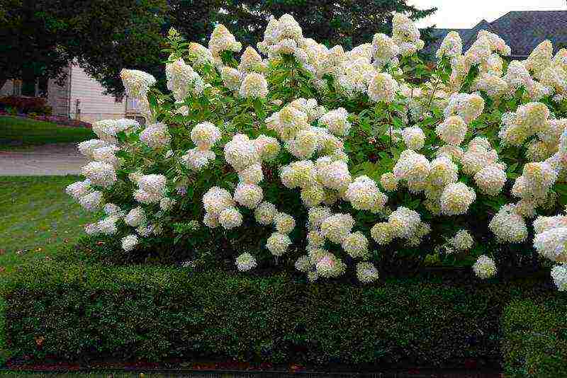 hydrangea na pagtatanim ng hardin at mga pinagputulan ng pangangalaga sa labas