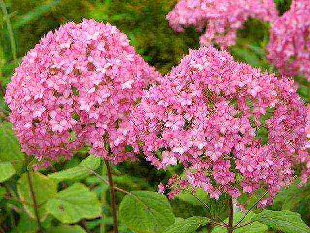 hydrangea garden planting and outdoor care cuttings