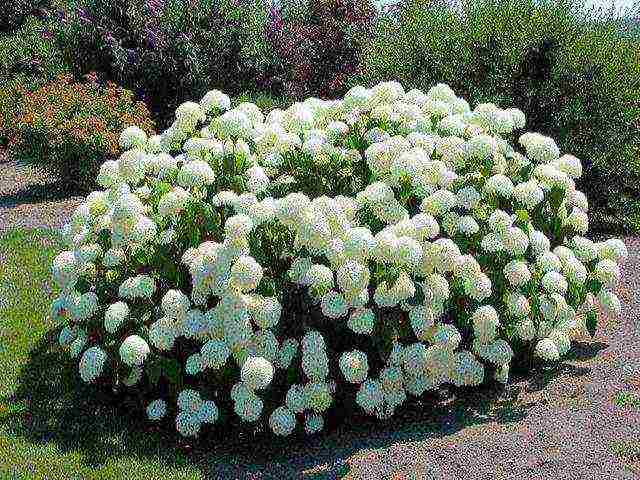 hydrangea na pagtatanim ng hardin at mga pinagputulan ng pangangalaga sa labas