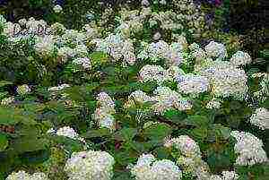 hydrangea garden planting and outdoor care cuttings