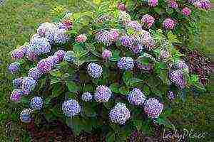 hydrangea garden planting and outdoor care cuttings