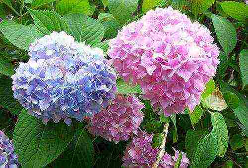 hydrangea garden planting and outdoor care in siberia