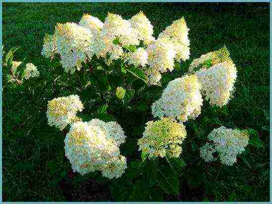 hydrangea garden planting and outdoor care in siberia