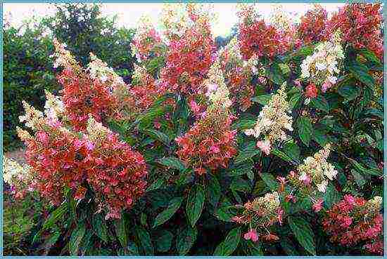 hydrangea garden planting and outdoor care in siberia