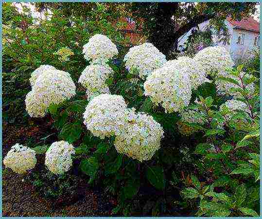 hydrangea garden planting and outdoor care in siberia