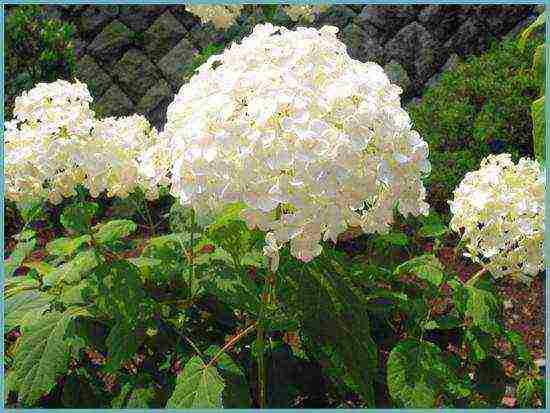 hydrangea garden planting and outdoor care in siberia