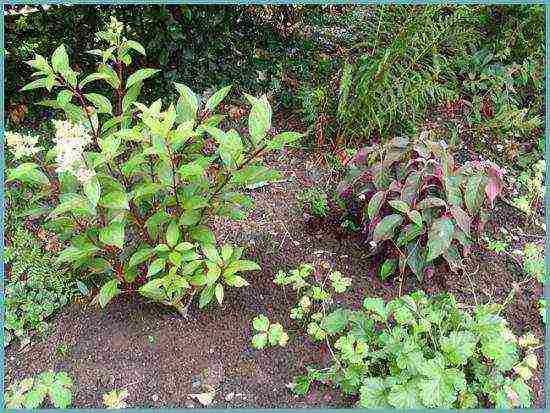 hydrangea garden planting and outdoor care in siberia