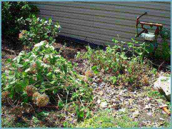 hydrangea garden planting and outdoor care in siberia