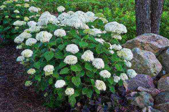 hydrangea garden planting and outdoor care in siberia