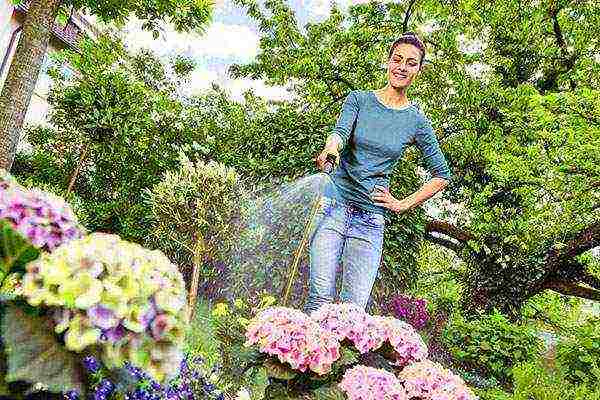 hydrangea hardin pagtatanim at panlabas na pangangalaga sa siberia