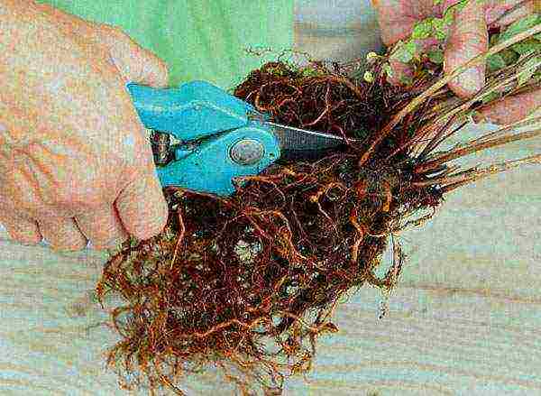 hydrangea garden planting and outdoor care in siberia