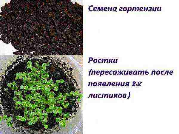 hydrangea garden planting and outdoor care in siberia