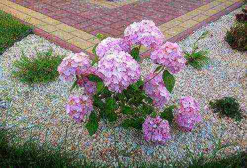 hydrangea garden planting and outdoor care in siberia