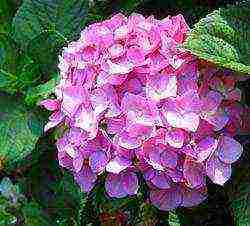 hydrangea garden planting and outdoor care in siberia