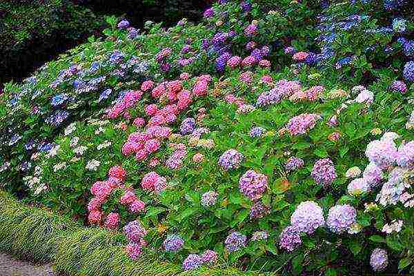 pagtatanim ng hardin ng hydrangea at pangangalaga sa labas sa St.