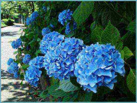 hydrangea garden planting and outdoor care in St. Petersburg