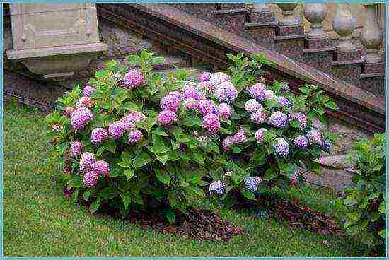 hydrangea garden planting and outdoor care in St. Petersburg