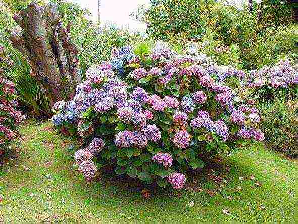 hydrangea garden planting and outdoor care in St. Petersburg