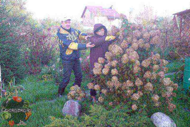 pagtatanim ng hydrangea hardin at pangangalaga sa labas sa St.