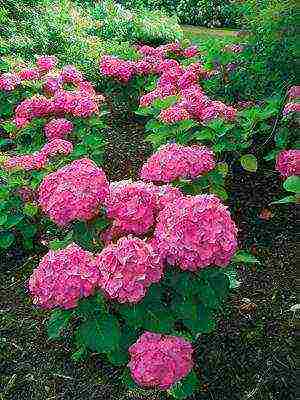 hydrangea garden planting and outdoor care in St. Petersburg